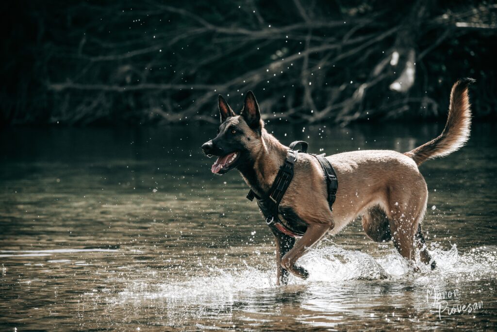 Education Et R Ducation Canine Chez Le Chien Adulte Partir De